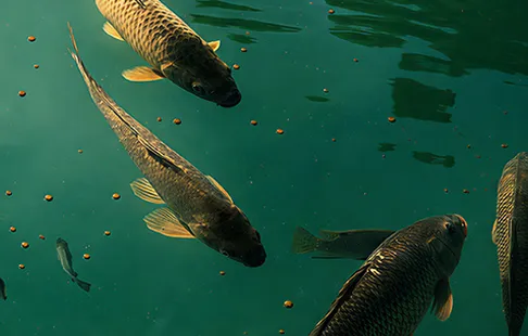 Processing of Aquatic Animal Feed