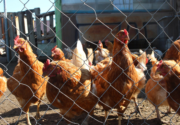 Application of Pellet Mills for Egg-Laying Poultry