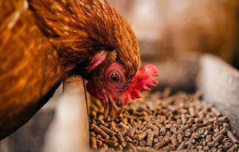 Processing of Livestock and Poultry Feed Pellets