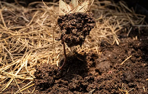 Processing of Organic Fertilizer Pellets