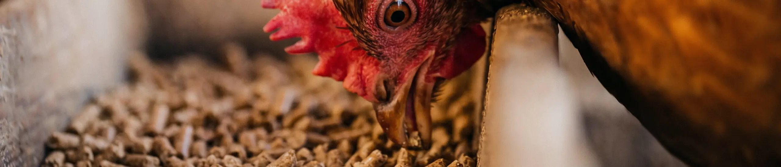 Poultry Feed Pellet Machine Banner