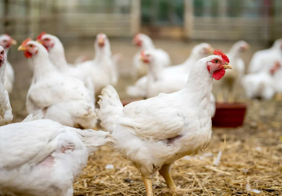 Application of Pellet Mills for Meat Poultry