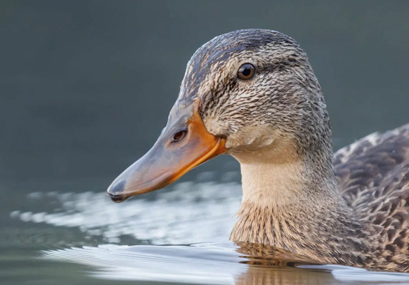 Application of Waterfowl Feed Pelletizers