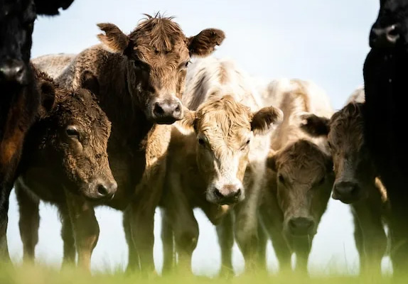 Application of Beef Cattle Feed Pellet