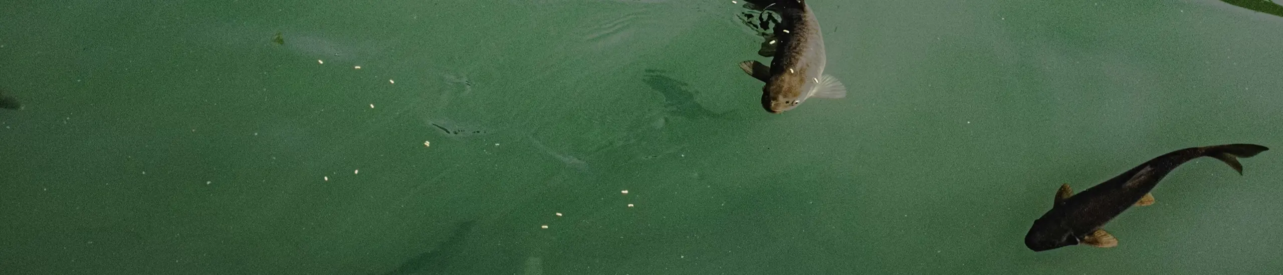 floating fish food banner