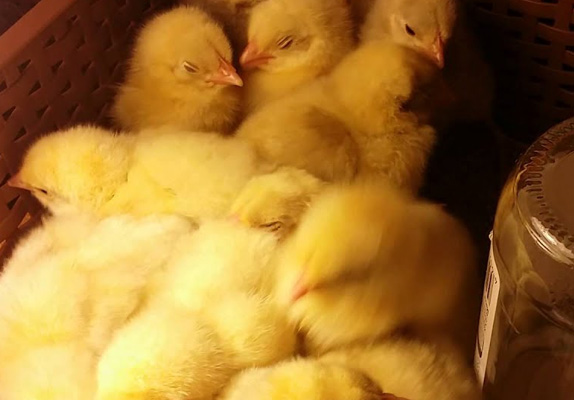 Application of Pellet Mills for Young Poultry
