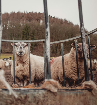 Animal Bedding