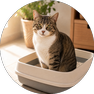 cat litter