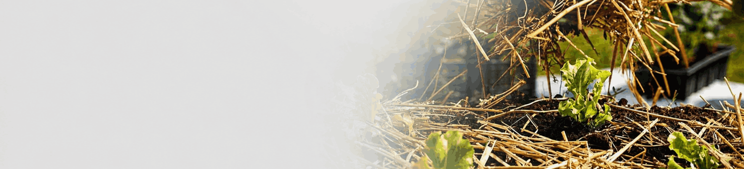 Organic fertilizer production