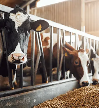 feeding ruminants