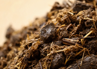 Goose Manure