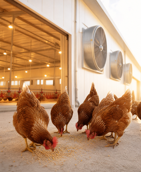 Poultry Farming