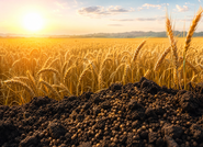 Agricultural Planting