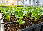 Horticultural Seedling Cultivation