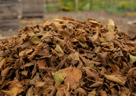 Fallen Leaves
