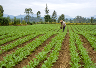 Farmland Planting