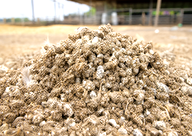 Chicken Manure