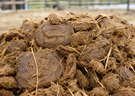 Cow Manure