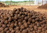 Pig Manure