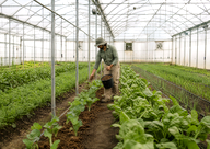 Greenhouse Fertilization