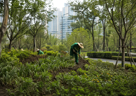 Urban Greening
