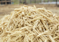 Sugarcane Bagasse