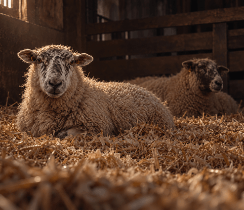 paper pellet for animal bedding