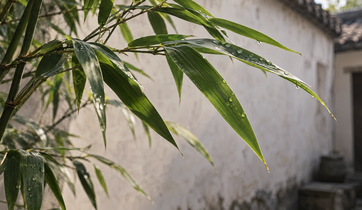 Bamboo Leaves