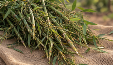 Bamboo Tips