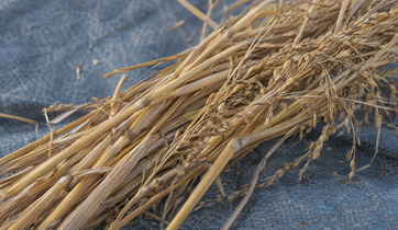 Rice Straw